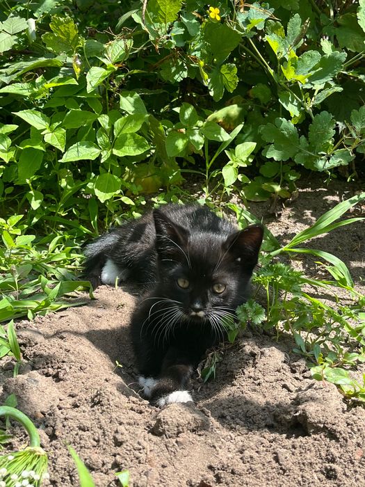 Кошечки безкоштовно у добрі руки