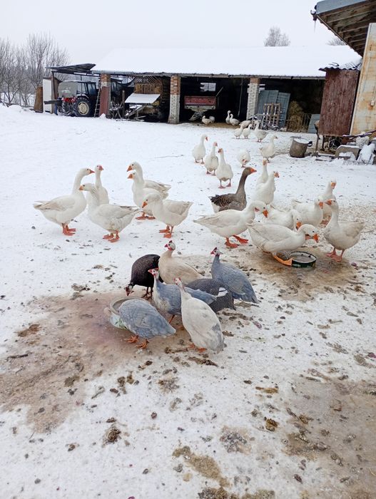 Samce perliki kolorowe.