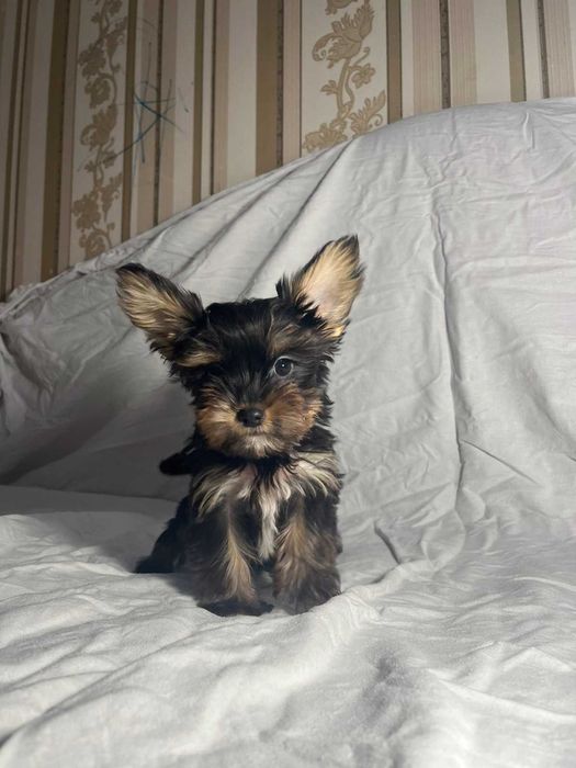 Порода йоркширський терєр