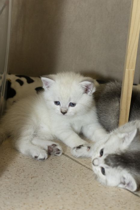 Gatinho scottish Straight