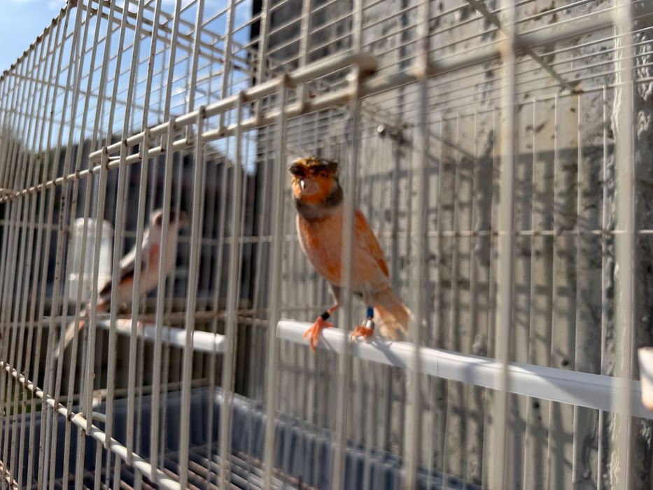 Canários novos e reprodutores