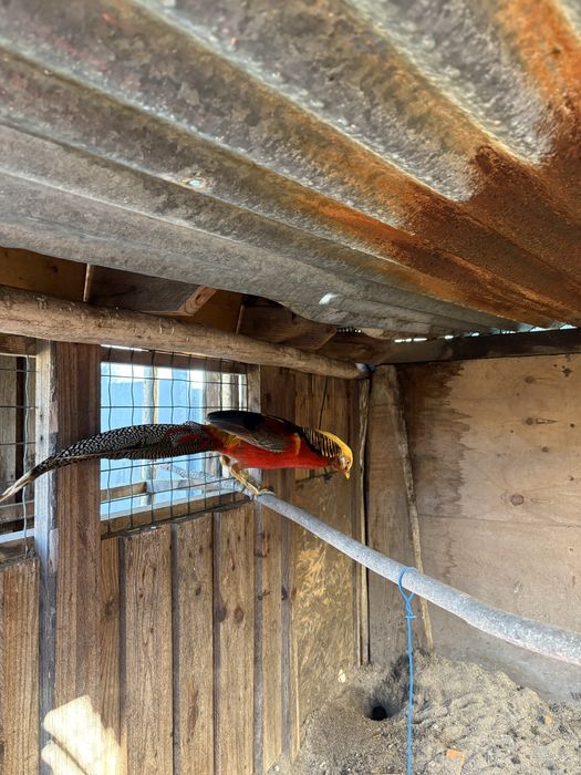 Machos Faisões Dourados