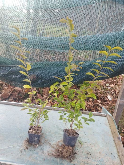 Бірючина звичайна Р9