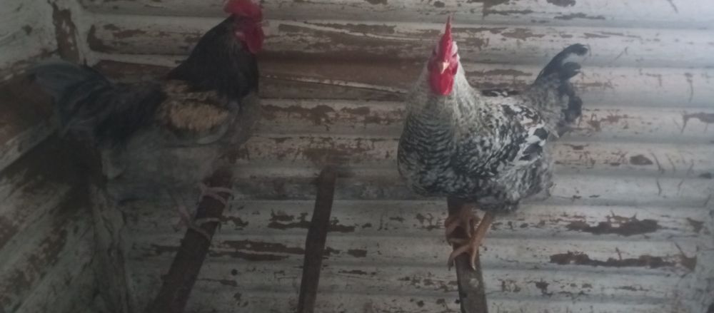 Молоді петухи гріз сендрі та мастер грей