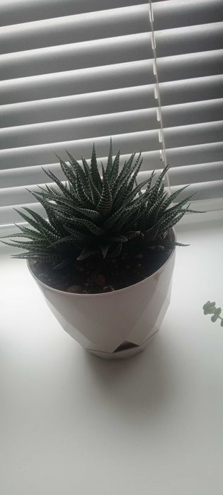 Хавортія жемчужна (смугаста)