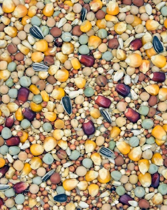 Karm dla gołębi Rozpłodowo-Lotowa