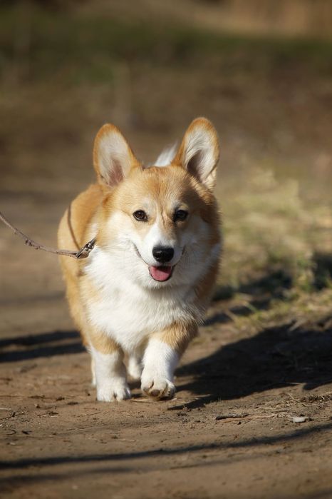 Предоставлю собаку породы корги для вашей фотосессии