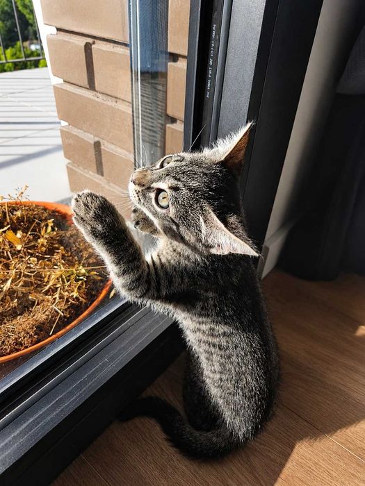 MACHO | Gatinho disponível para Adoção Responsável