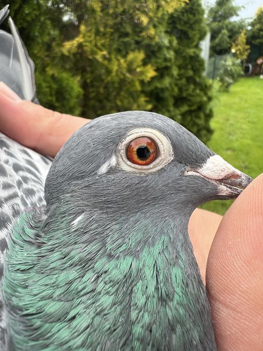 Gołąb młody 100%  P Mędrysa  2026