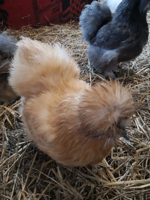 Jaja legowe Silka. Promocja