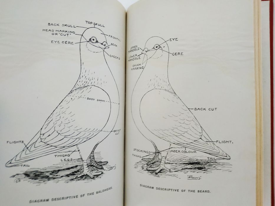 Long Faced Tumblers And all About them, C. A. House 1911 pombos