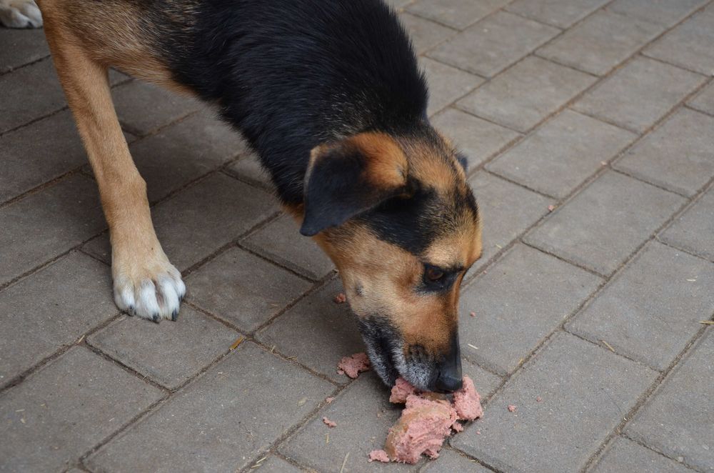 Teoś - uroczy psiak, zasiedział się w schronisku - do adopcji