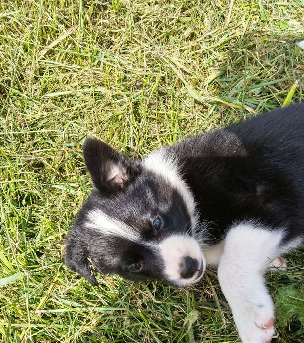 Suczka Border collie