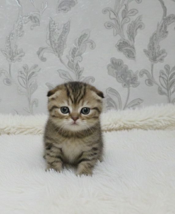 Шотландські плюшеві кошенята