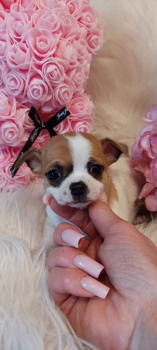 ZAREZERWOWANA !! Chihuahua malutka urocza sunia