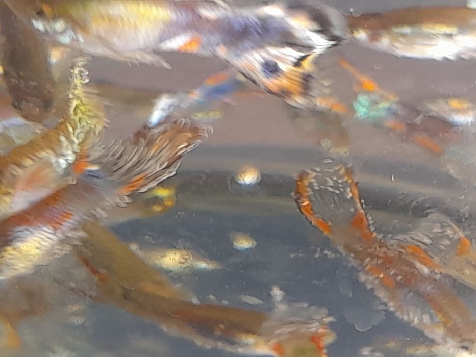 Продж акваріумних рибок гуппі опром і в роздріб