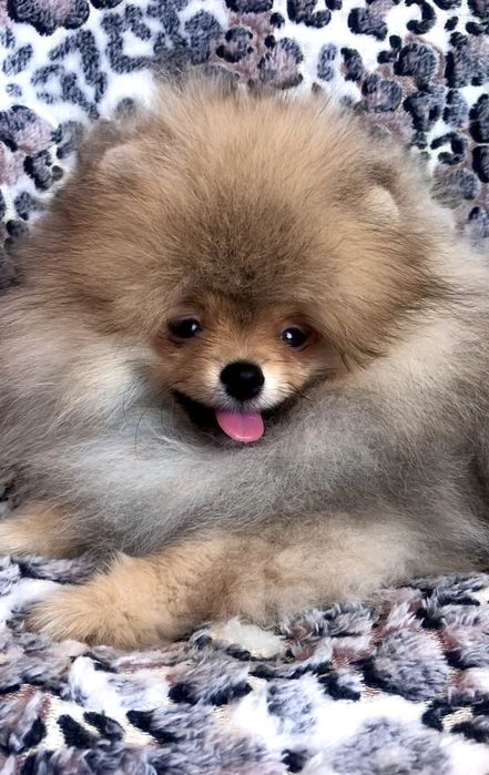 Міні померанський шпіц.