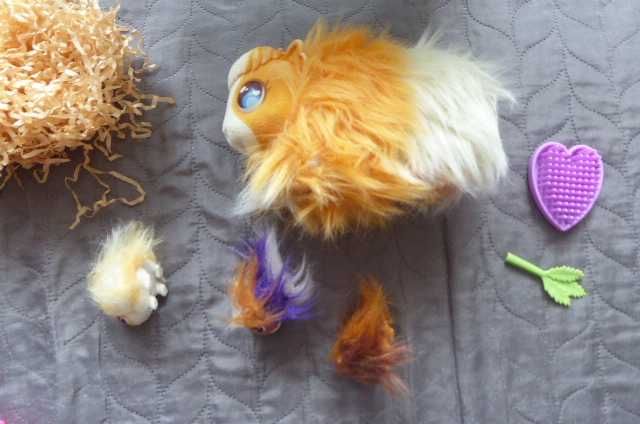świnka morska mama surprise. little live pets