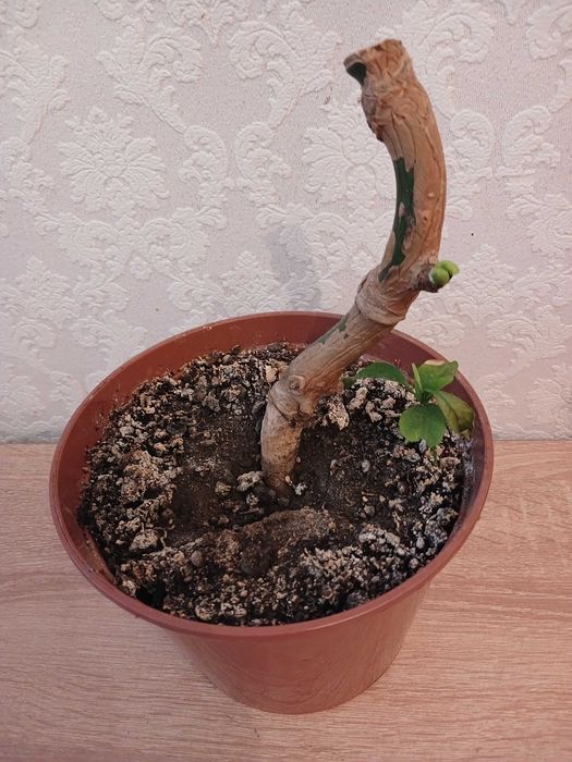 Монстера укорінена в горщику