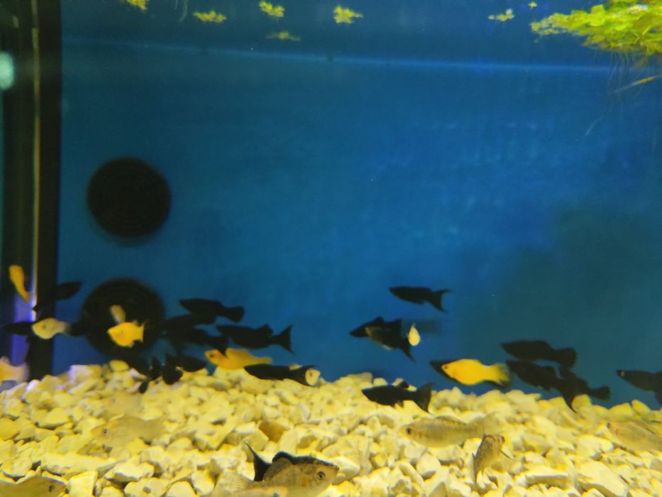 Mollys  variadas