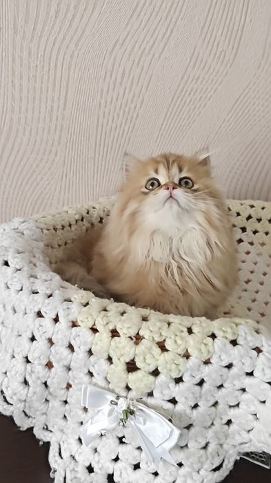 Золота шиншила довгошерстний хлопчик