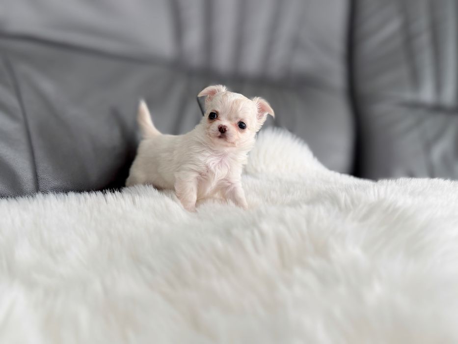 Chihuahua dlugowlosa MINI laleczka zkwp/fci