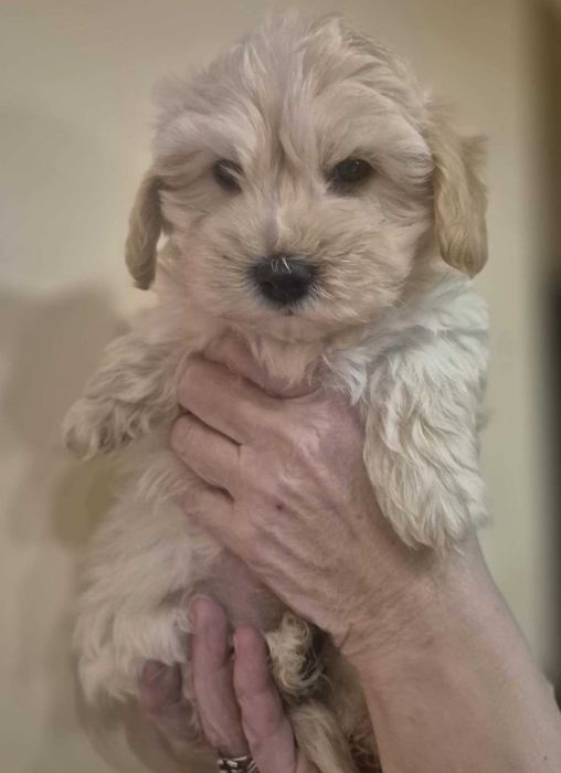 Maltipoo Piesek Gotowa do Odbioru