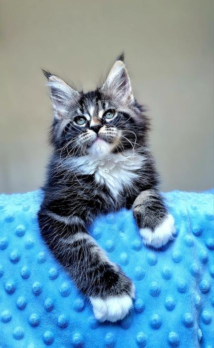 Maine coon, śliczna kotka