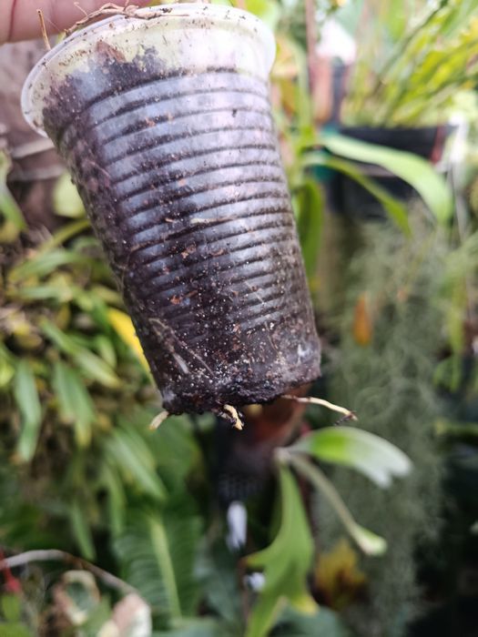 Кротон codieum Glasses