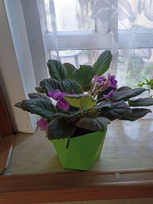 Продам фіалки. Дуже гарні.