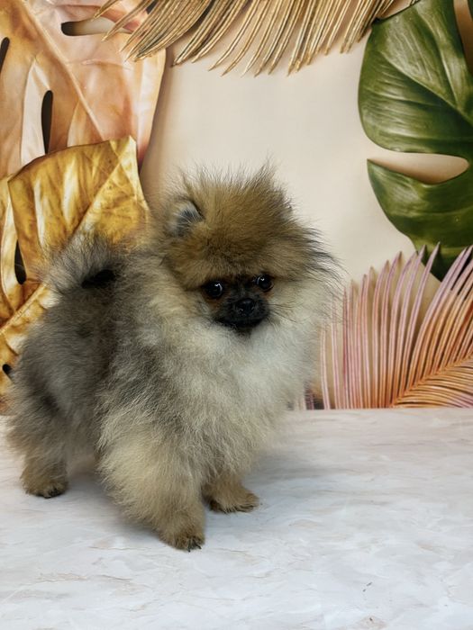 Міні хлопчик померанський шпіц