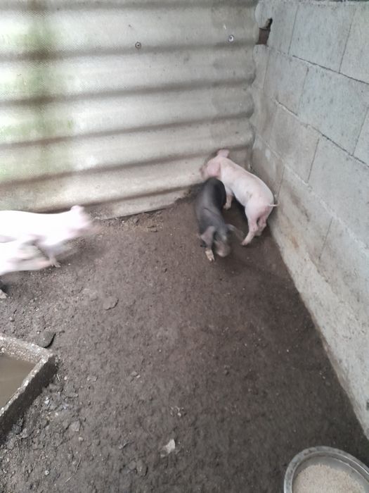 Vendo leitoes bisaros