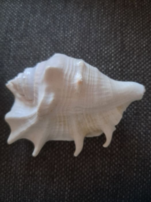 3 muszle, oryginalne