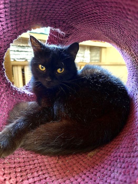 мініатюрна Черрі, 8 міс.