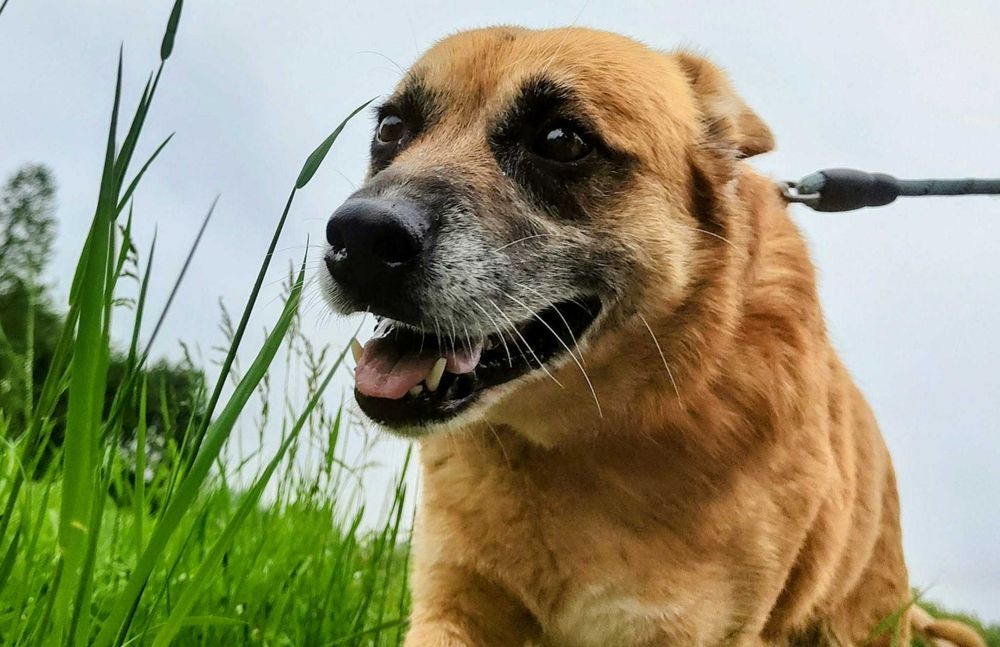 Popatrz w te radosne, kochające oczy Ananasa i sam zakochaj się w tym radosnym, przytulaśnym psiaku do adopcji