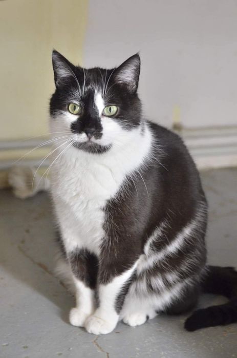 Kot ideał Buki do adopcji