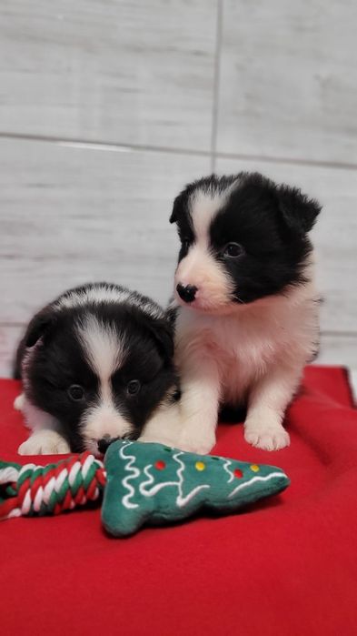 Border Collie piesek