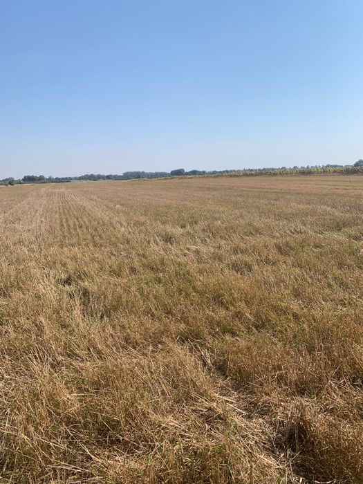 Sprzedam ziemie rolna 5.1ha Głazów powiat Mysliborski.