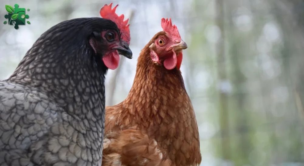 Полтава! Кури несушки! Доставка безкоштовна