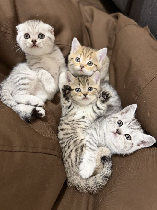 Шотландські кошенята