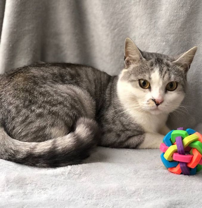 Котик 1,5 года в семью бесплатно