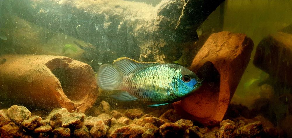 rybki, akwarium , pielęgnica , Acara blue electric