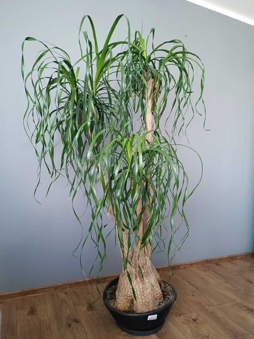 Kwiat doniczkowy Nolina Stopa Słonia Beaucarnea Recurvata trzy odnogi