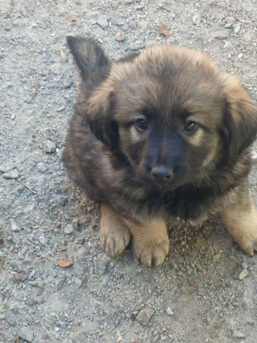 Віддам в добрі руки,безкоштовно!!Метіс!!