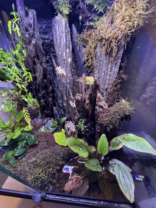 PALUDARIUM 60x45x45 komplet tanio Wawa rośliny sprzęt hydraulika
