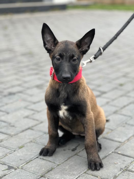 Owczarek belgijski szczeniak suczka