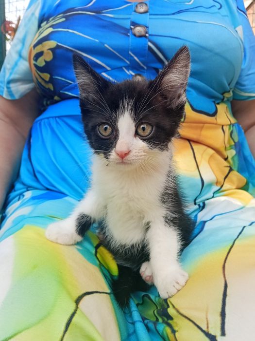 Бомбейськi коти вiддаються!
