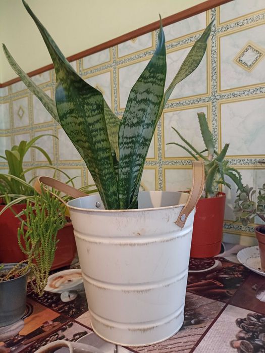 Кімнатні квіти які подарують Вам гарний настрій.