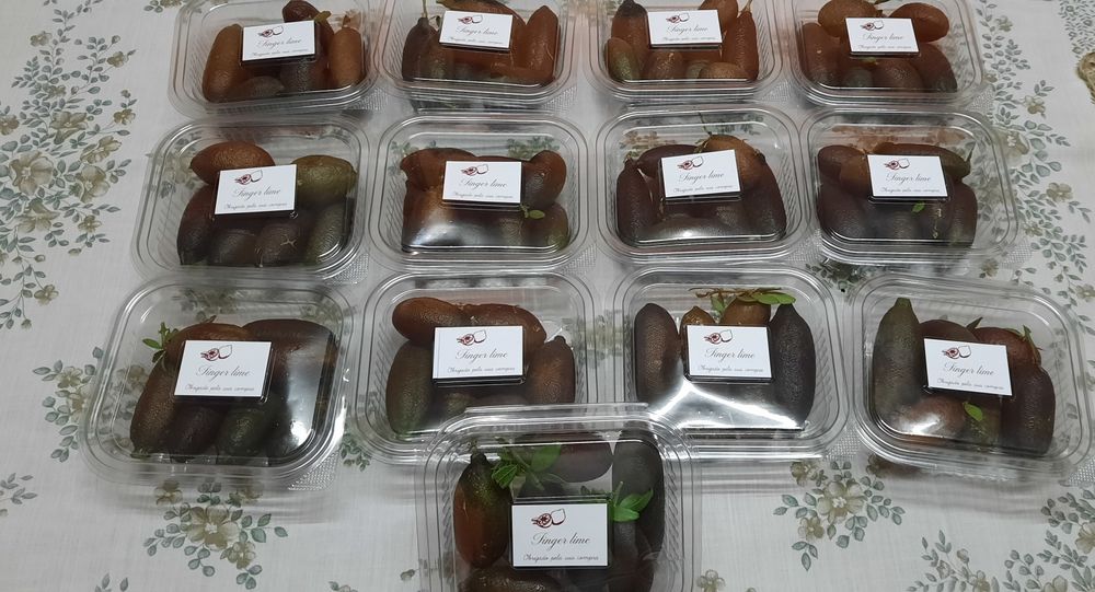 Lima caviar gourmet congelado