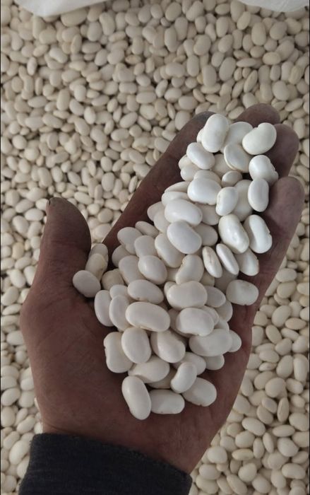 Fasola Jaś  karłowy  5kg